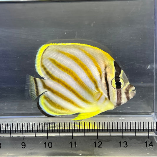 ハナグロチョウチョウウオ