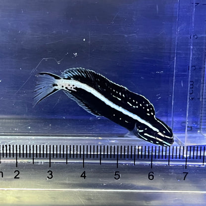 カモハラギンポ