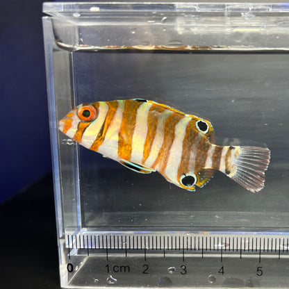 シチセンベラ幼魚