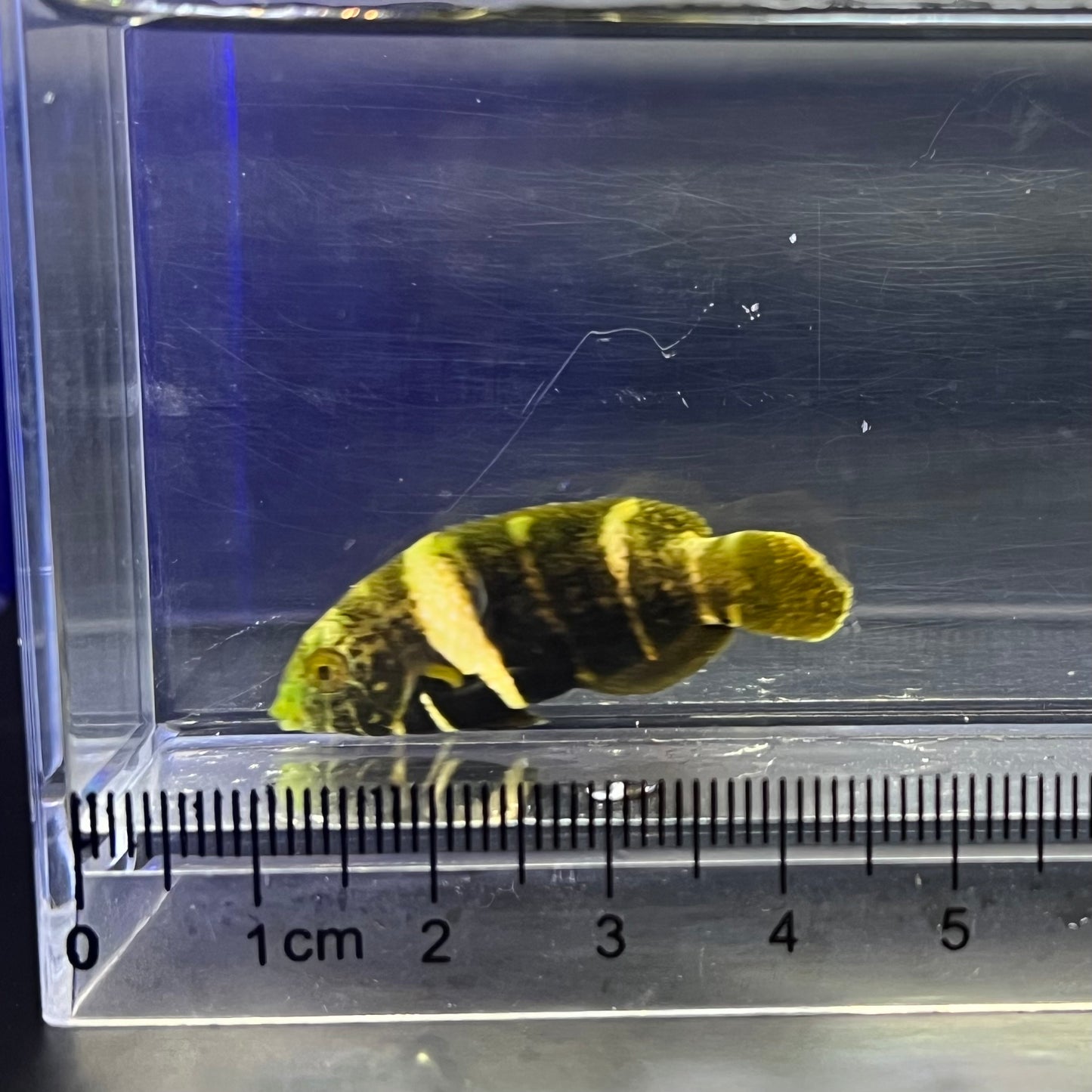 タレクチベラ幼魚