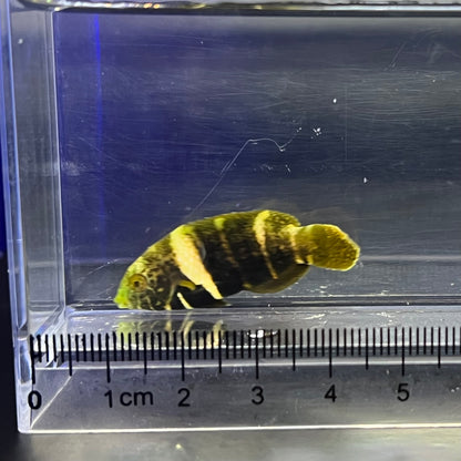 タレクチベラ幼魚