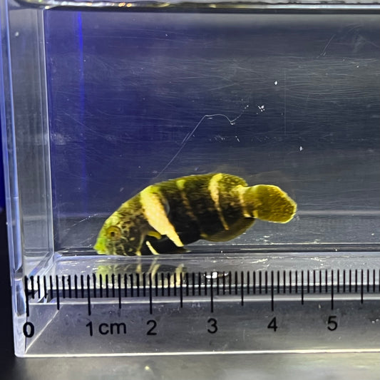 タレクチベラ幼魚