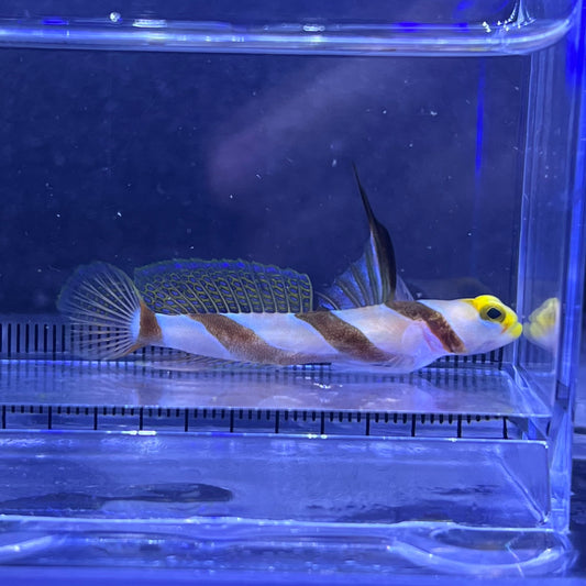 ヒレナガネジリンボウ