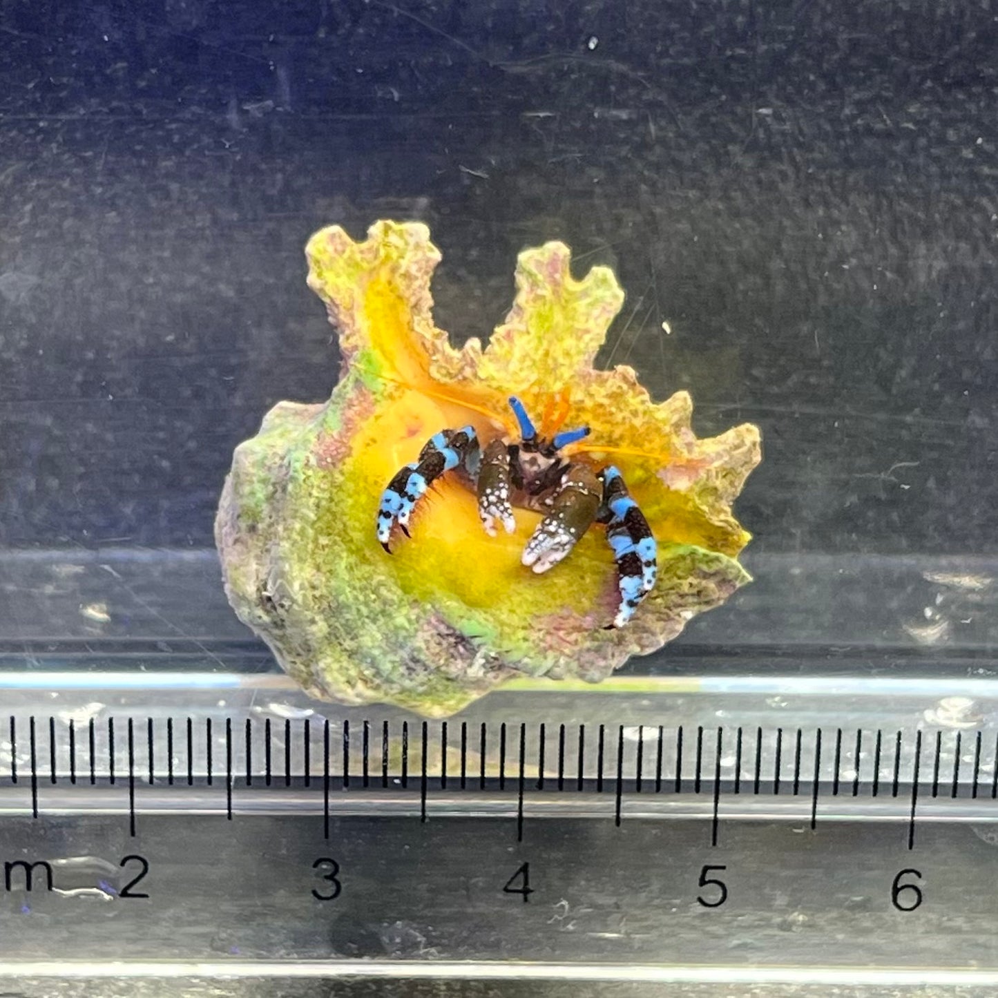 ユビワサンゴヤドカリ
