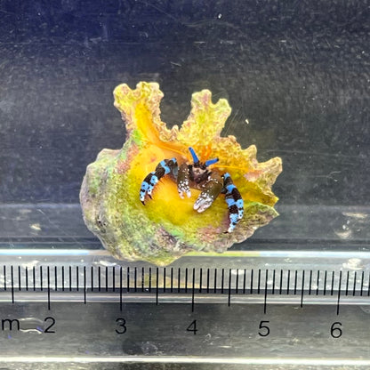 ユビワサンゴヤドカリ
