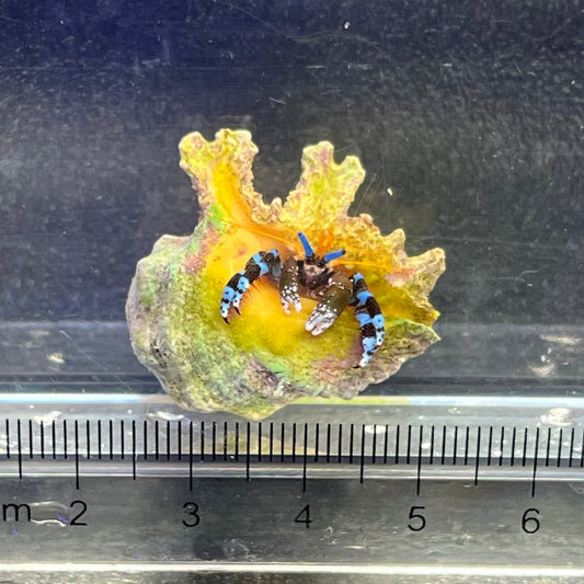 ユビワサンゴヤドカリ