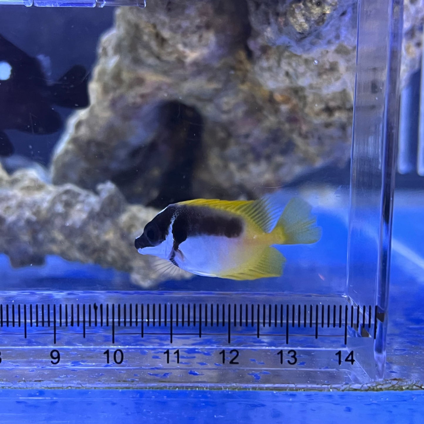ヒフキアイゴ