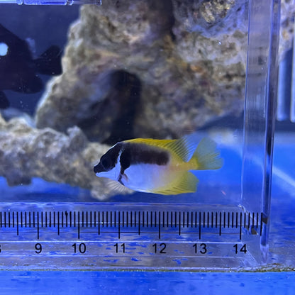 ヒフキアイゴ