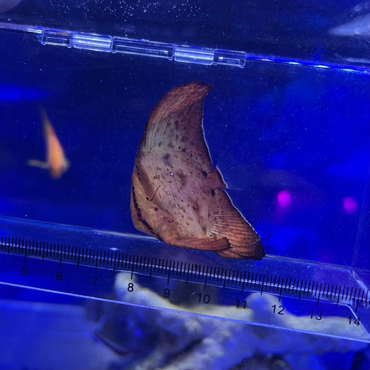 ナンヨウツバメウオ幼魚