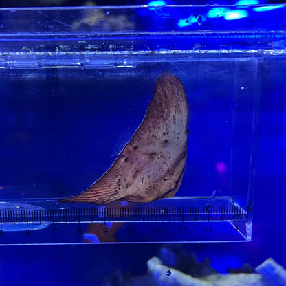 ナンヨウツバメウオ幼魚