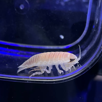 オオグソクムシ