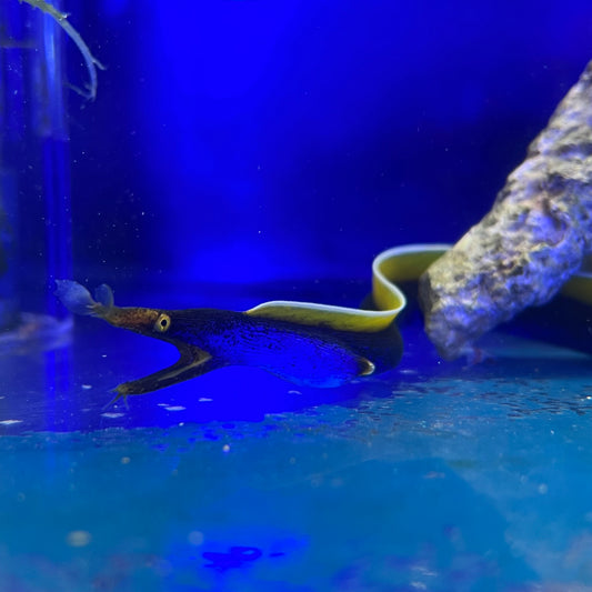 ハナヒゲウツボ
