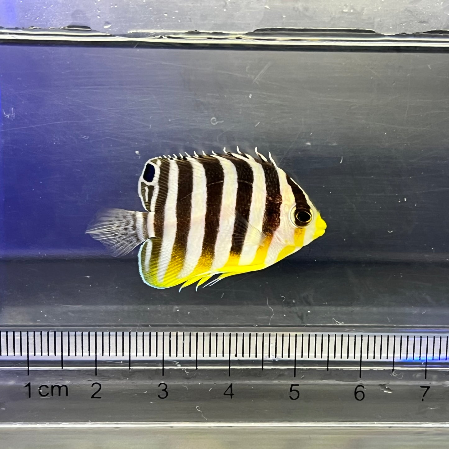シマヤッコ カミハタブリード