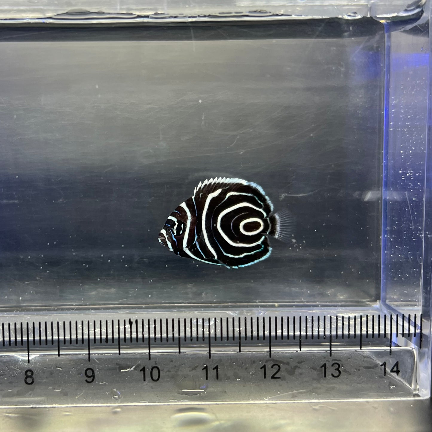 ウズマキ幼魚