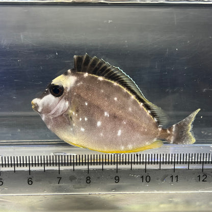 ミヤコテングハギ