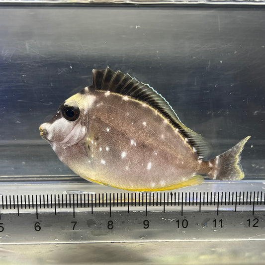 ミヤコテングハギ