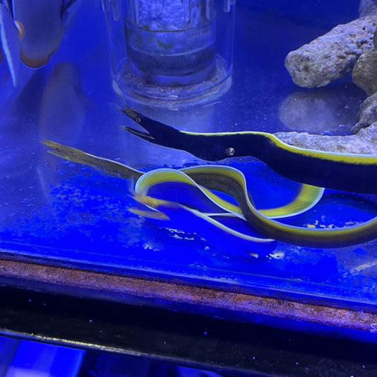 ハナヒゲウツボ　ブルー