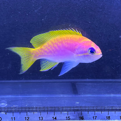 スクリブルドアンティアス　メス