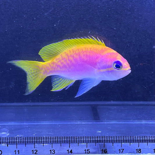 スクリブルドアンティアス　メス