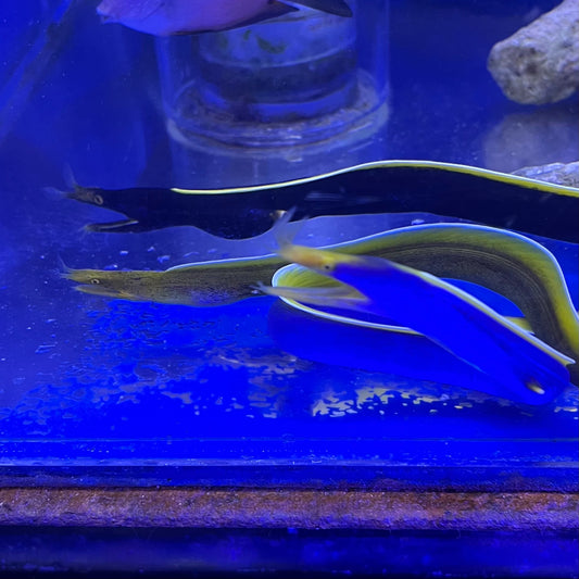 ハナヒゲウツボ　ブルー