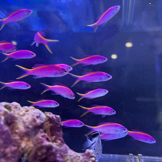 パープルクイーンアンティアス