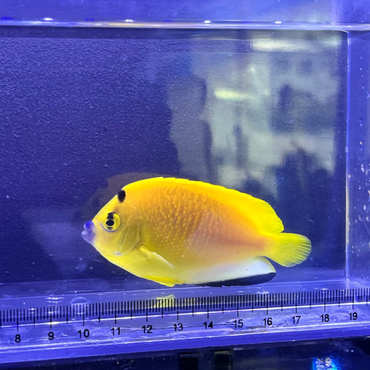 シテンヤッコ