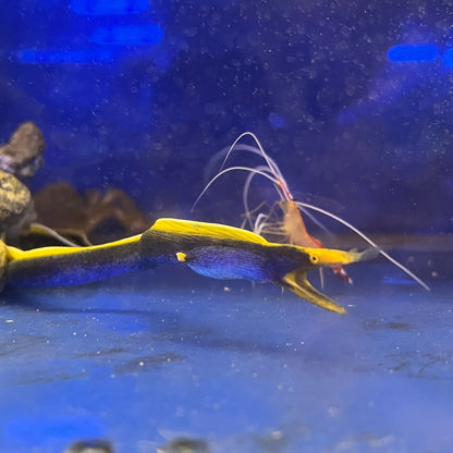 ハナヒゲウツボブルー