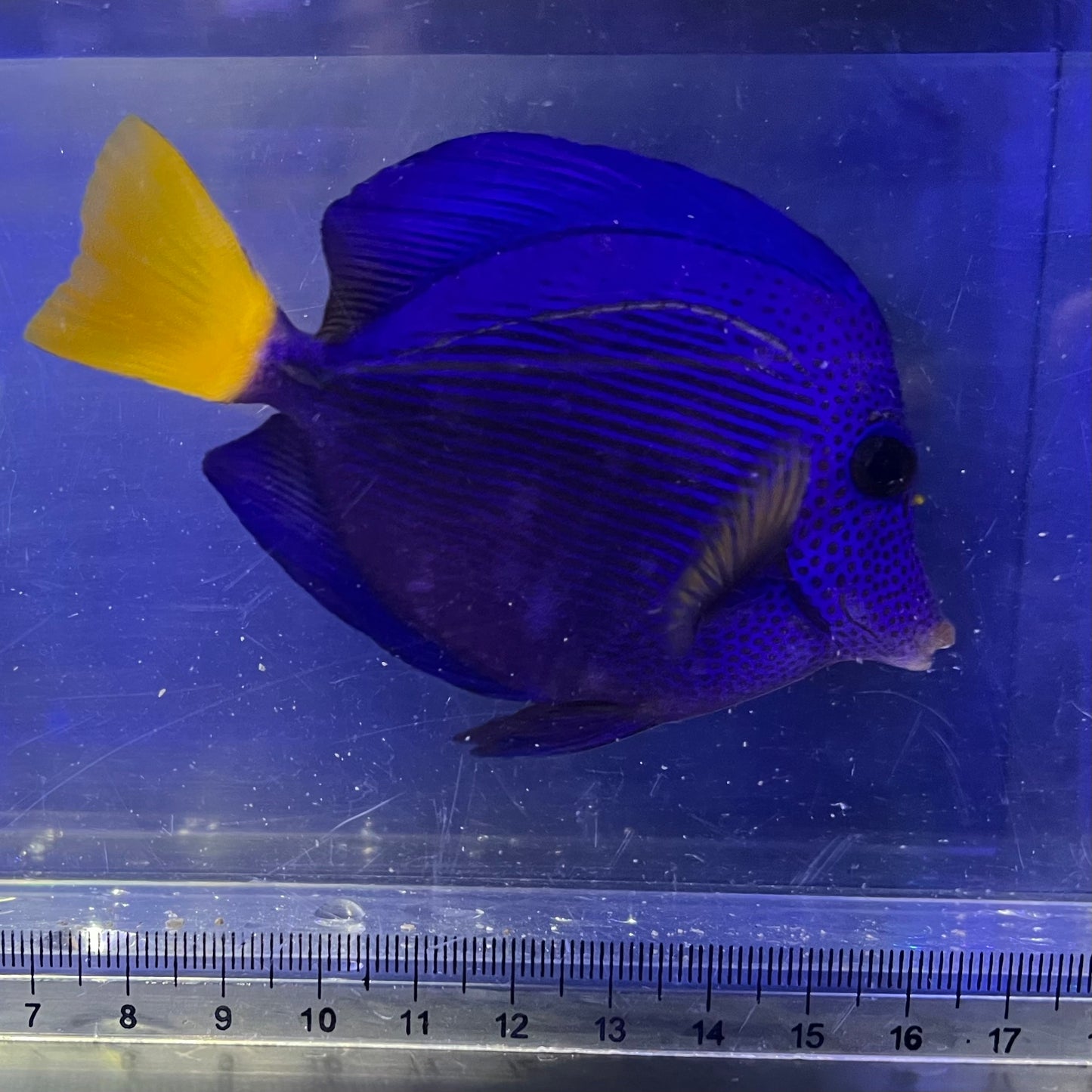 パープルタン