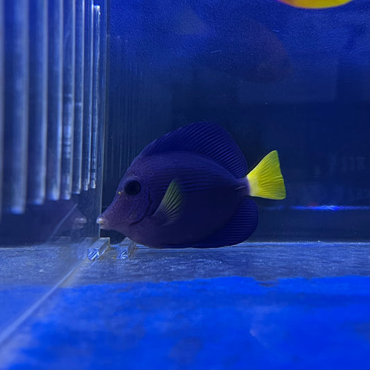 パープルタン