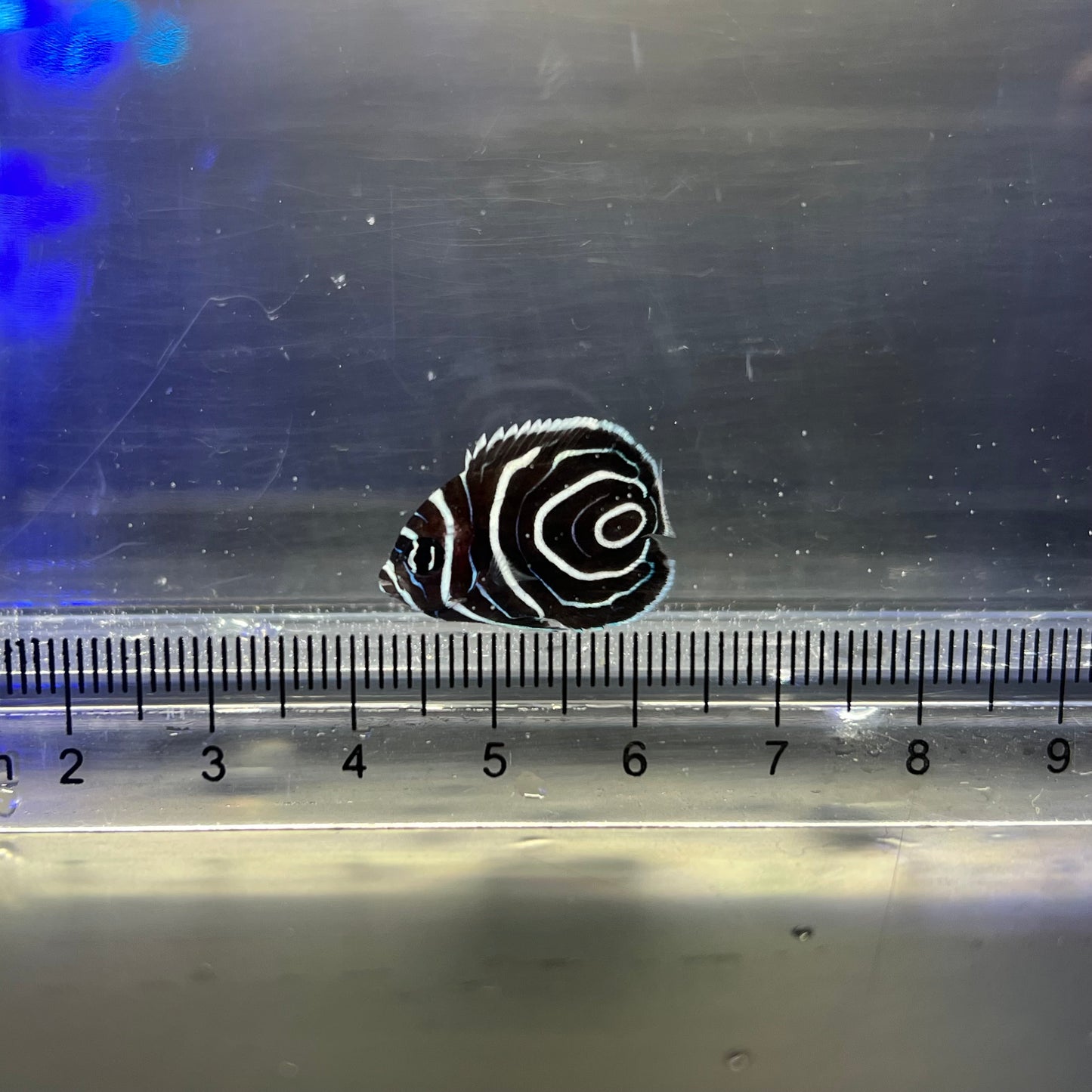 ウズマキ幼魚
