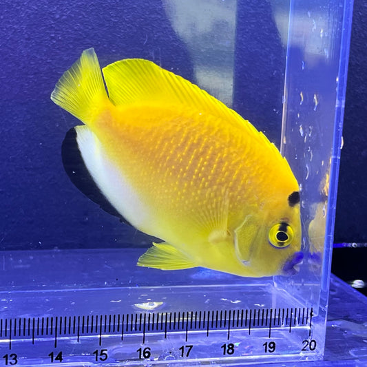 シテンヤッコ