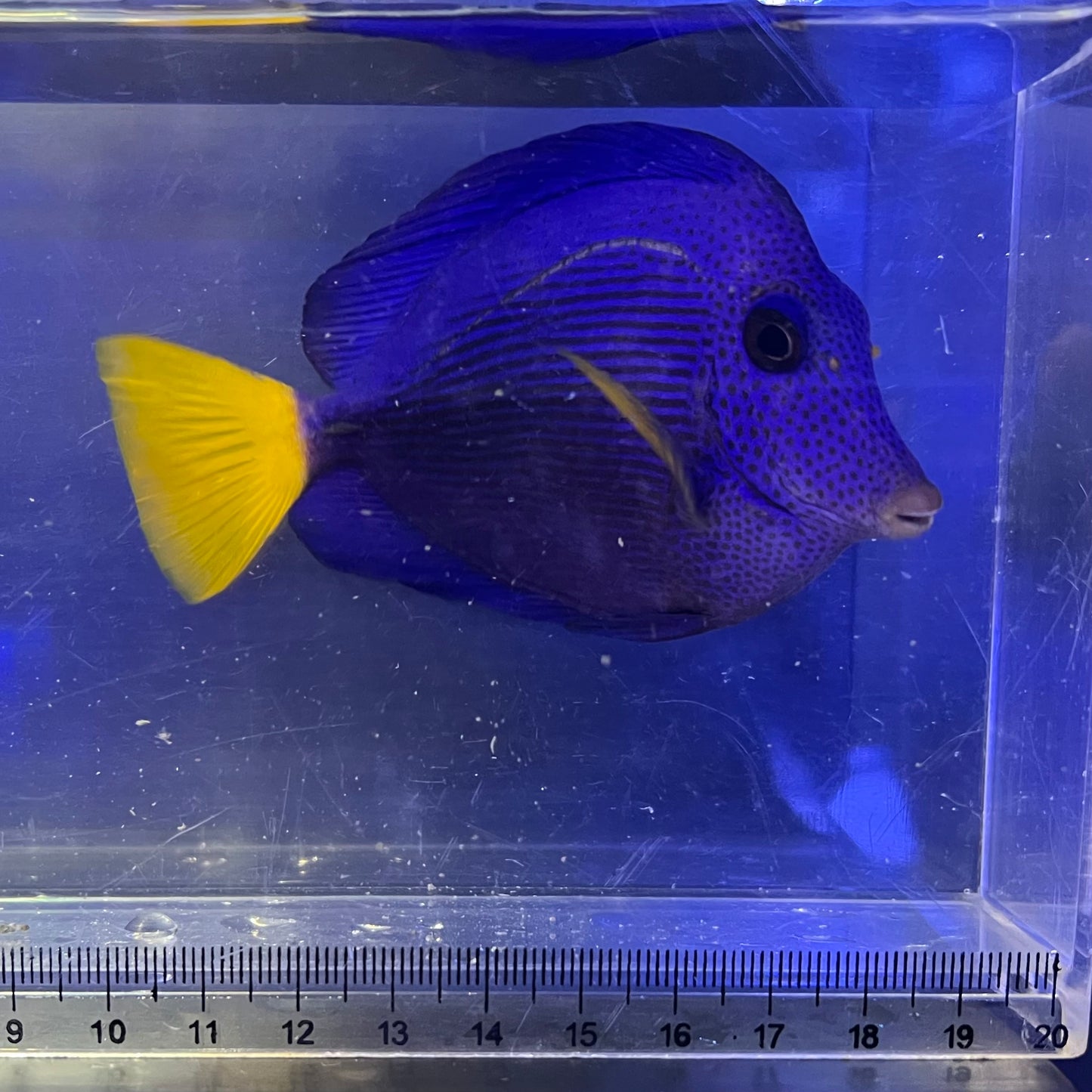 パープルタン