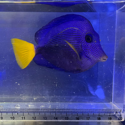 パープルタン