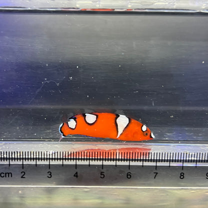 ツユベラ幼魚