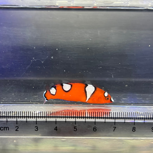 ツユベラ幼魚