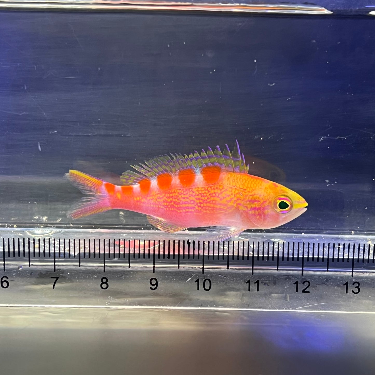 アサヒハナゴイ