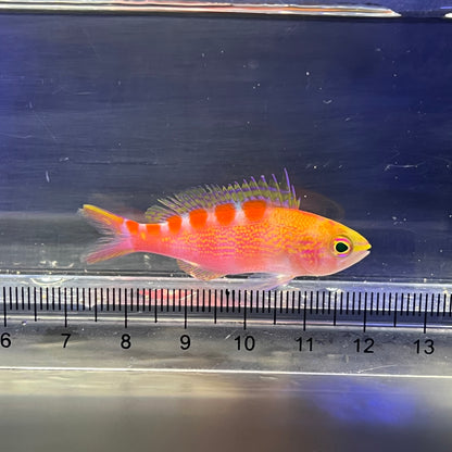アサヒハナゴイ