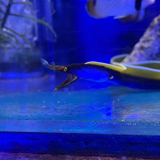 ハナヒゲウツボ