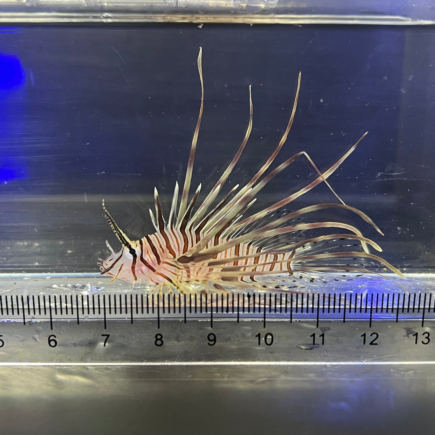 ミノカサゴ幼魚