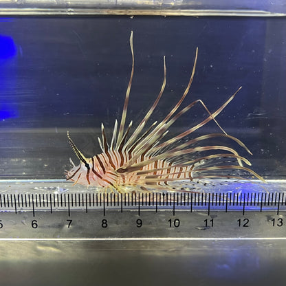 ミノカサゴ幼魚