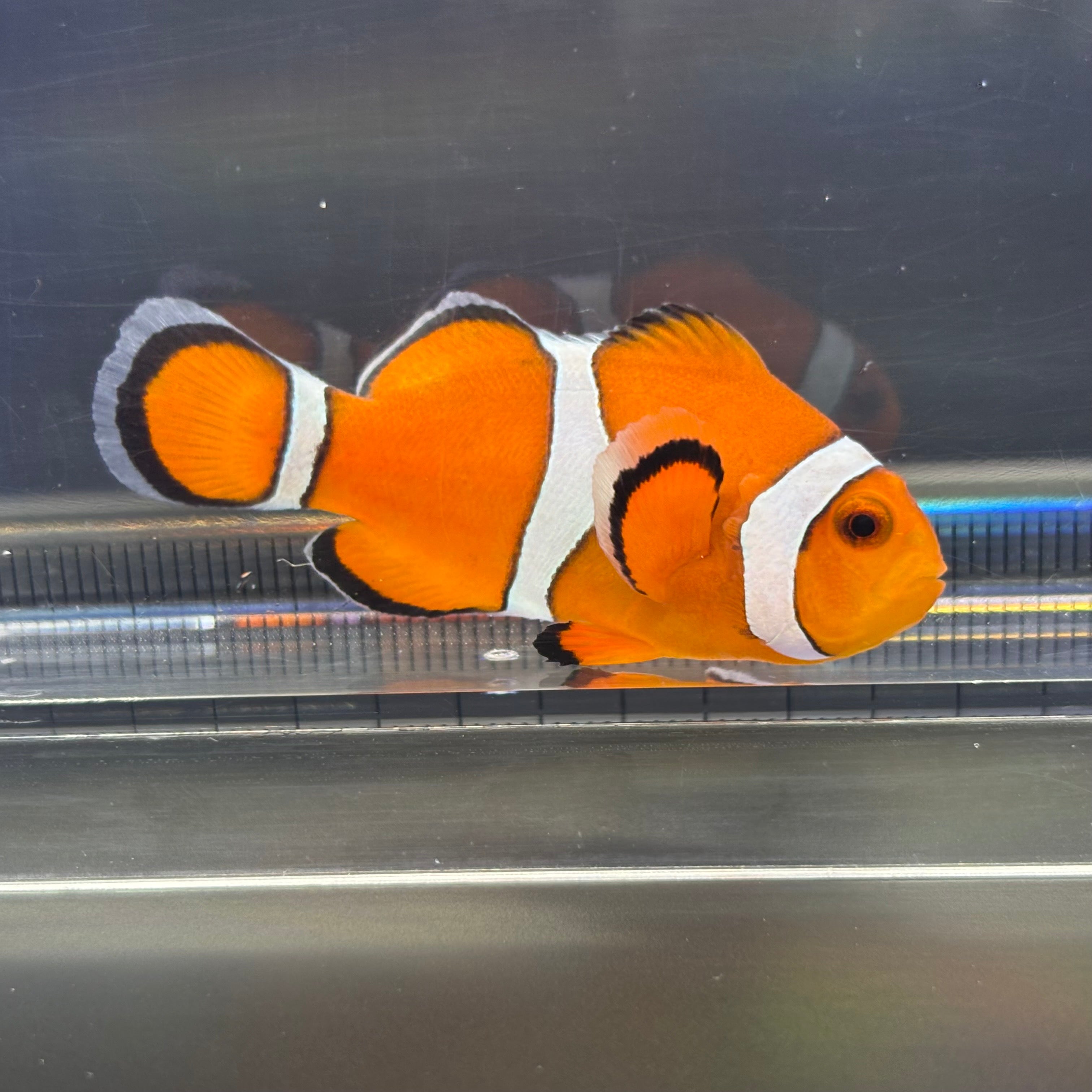 海水魚 海水魚 - クマノミ・スズメダイ – FISH UP