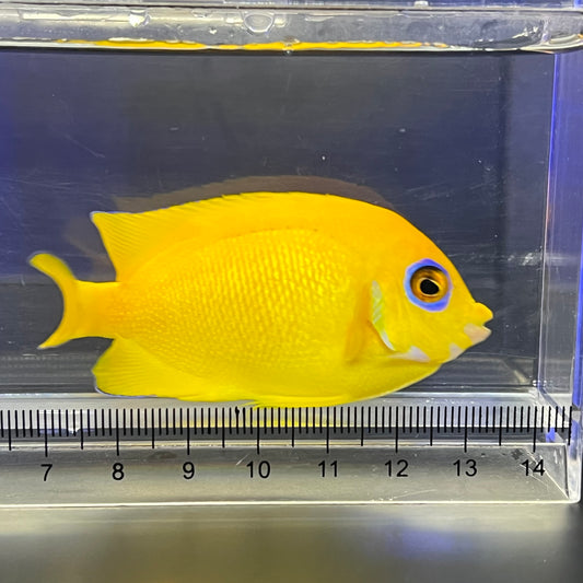 レモンピールエンゼル