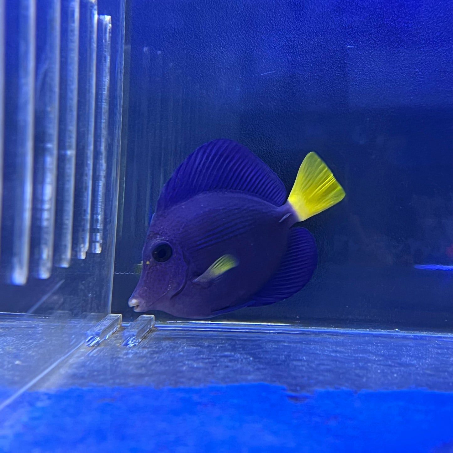 パープルタン