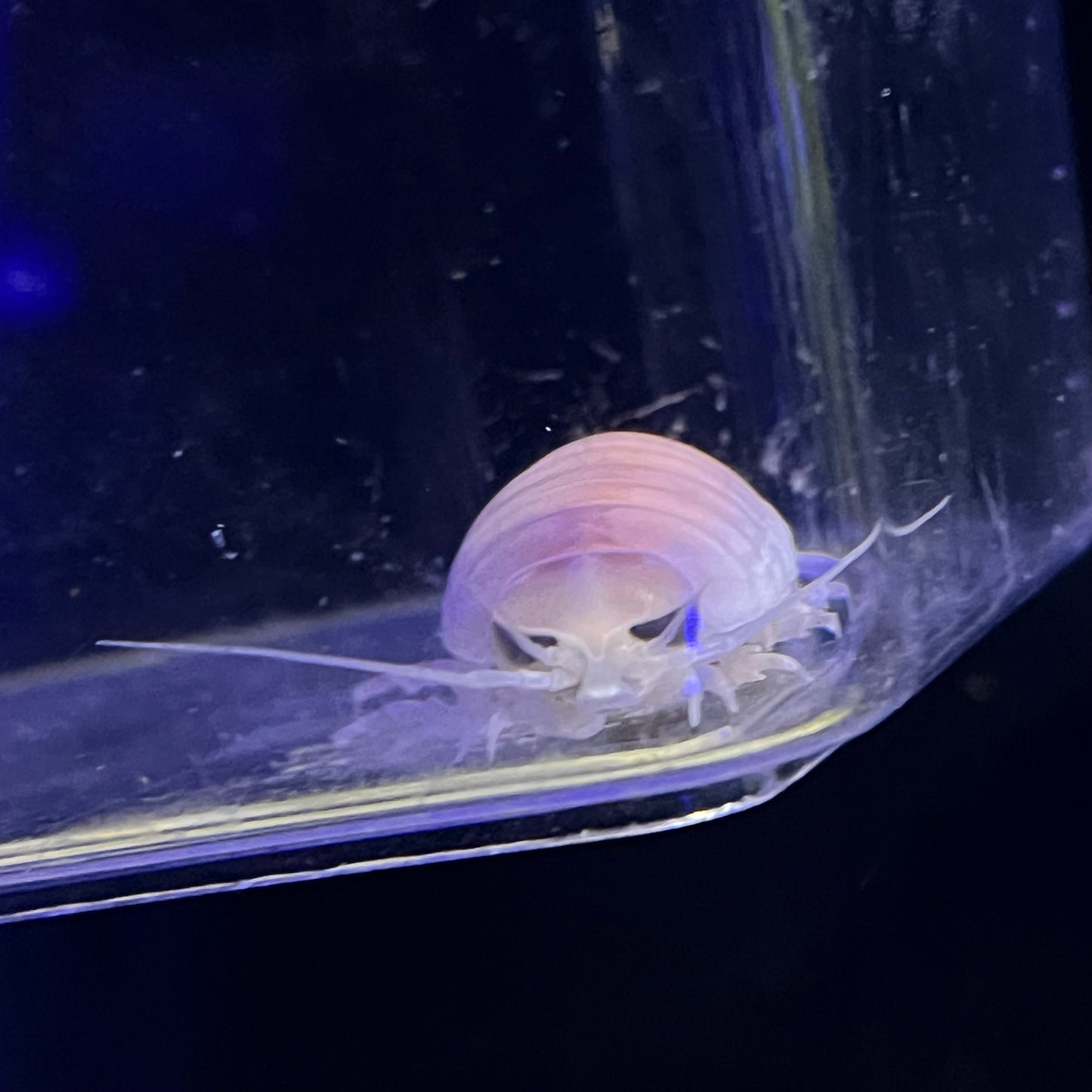 オオグソクムシ