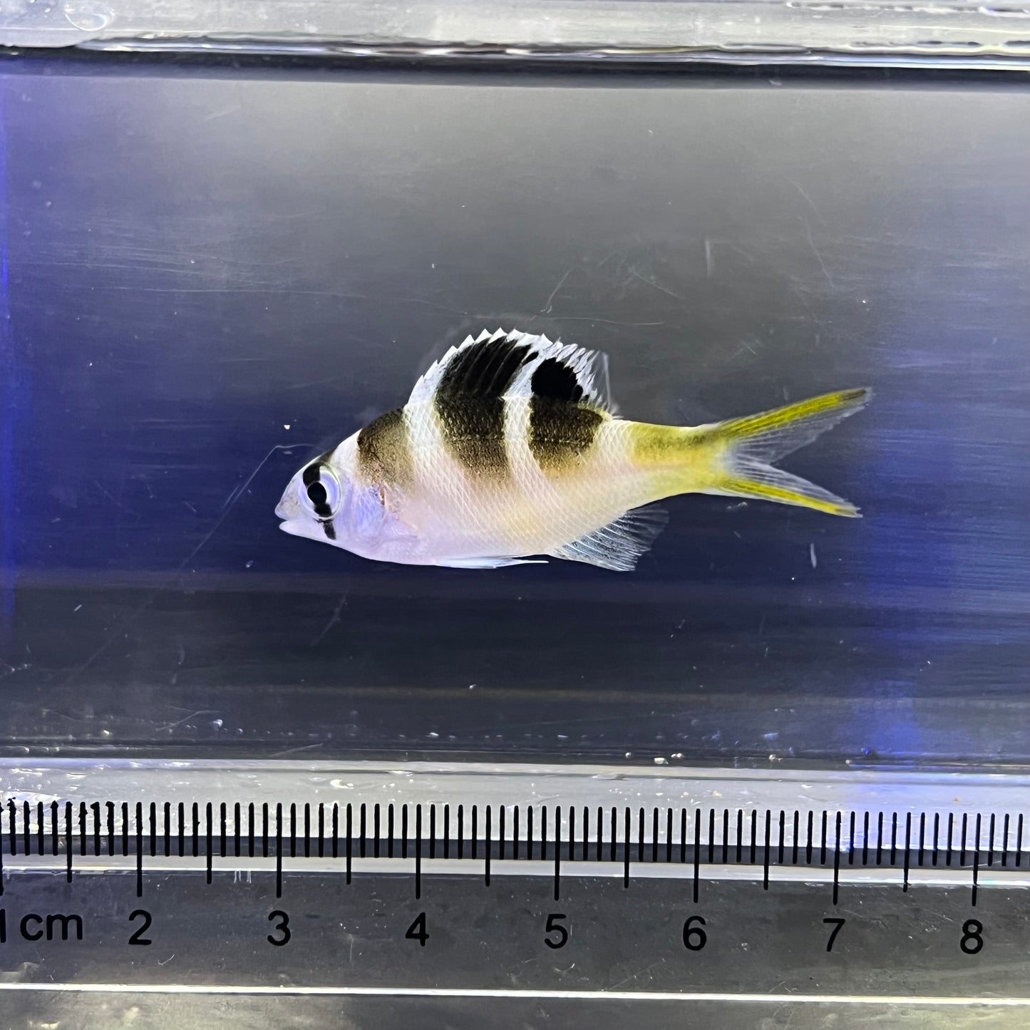 ヨコシマクロダイ幼魚