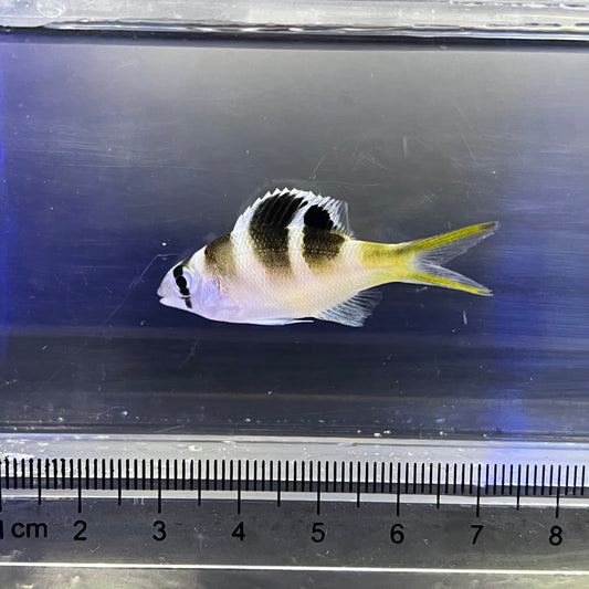 ヨコシマクロダイ幼魚