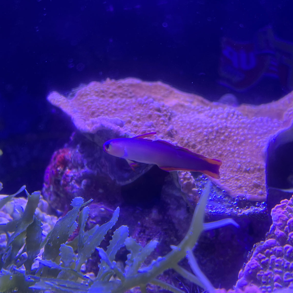 アケボノハゼ