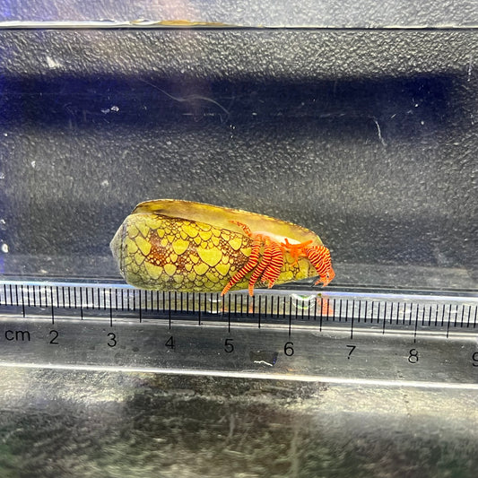ベニワモンヤドカリ