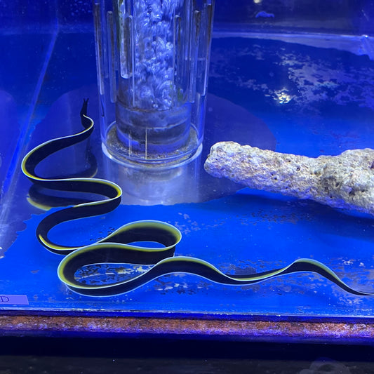 ハナヒゲウツボ