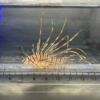 ミノカサゴ幼魚